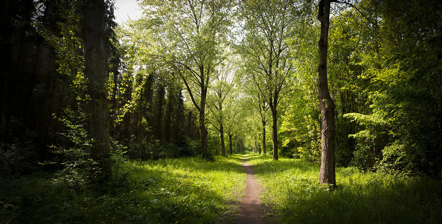 Een zonnig bospad tussen groene bomen